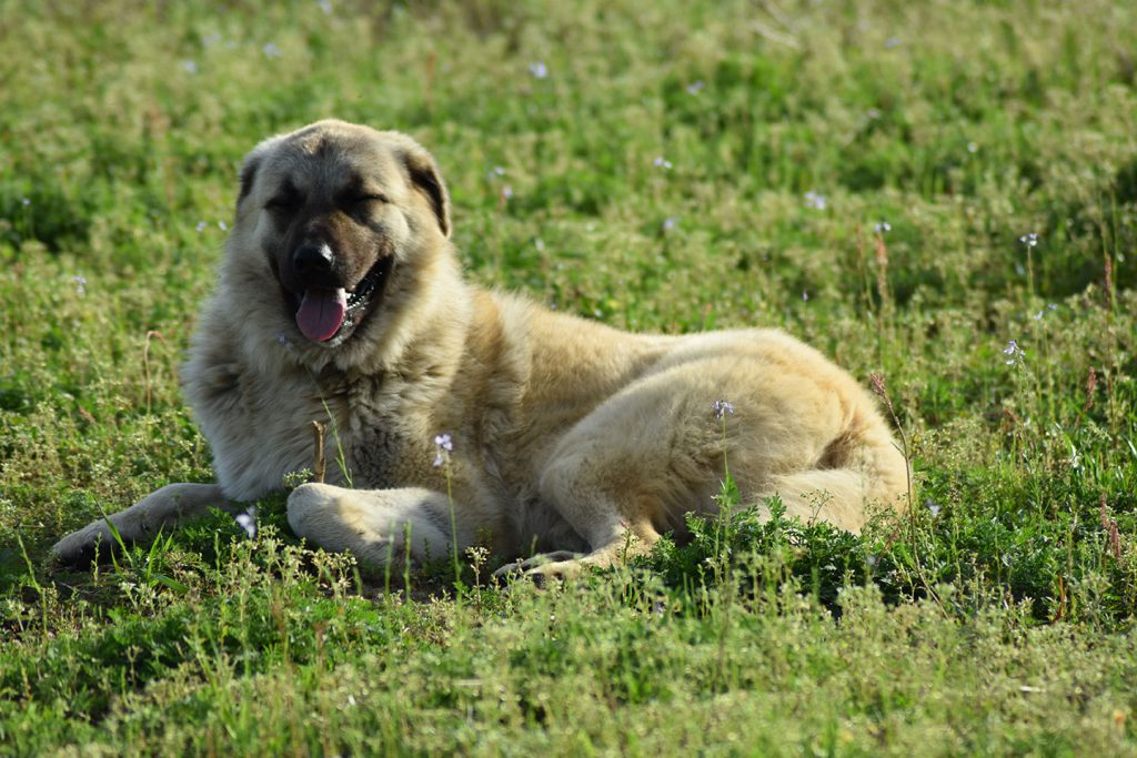 Anatolian Shepherd - Gunny