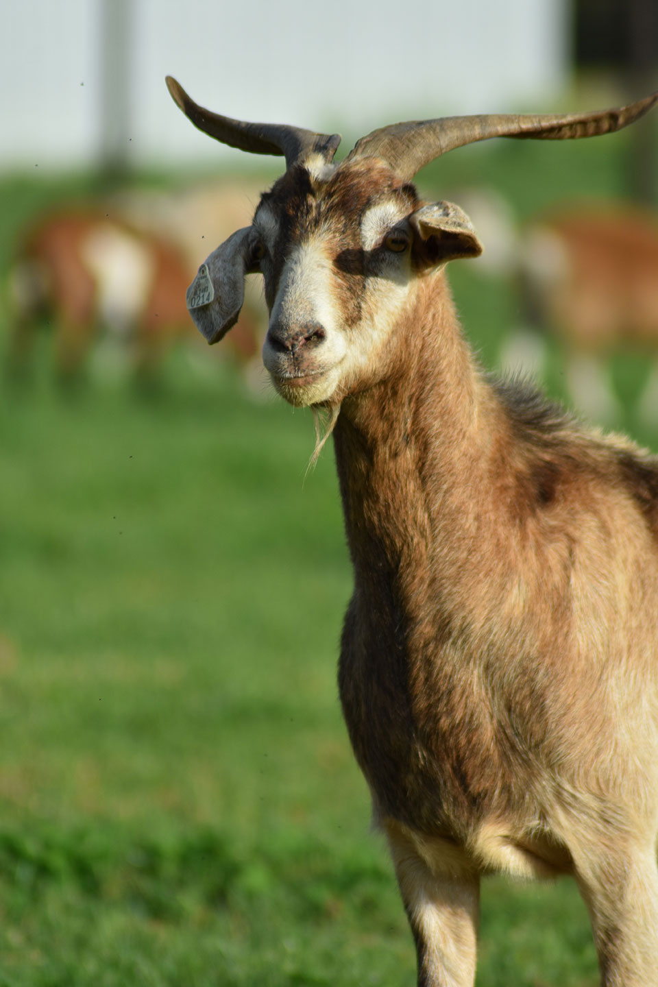 Our Spanish Goats Duffy Livestock