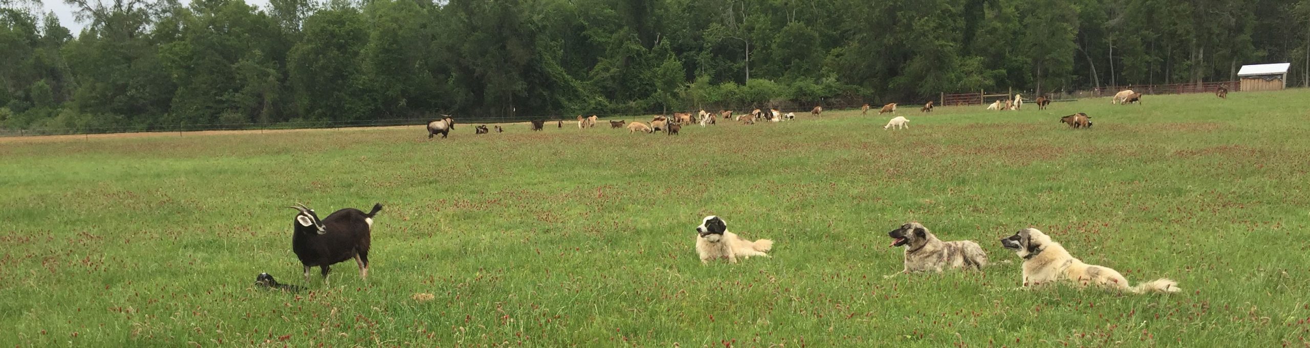 Anatolian Shepherds