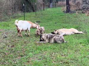 Anatolian Shepherd low crawling to newborn kids and nanny goat